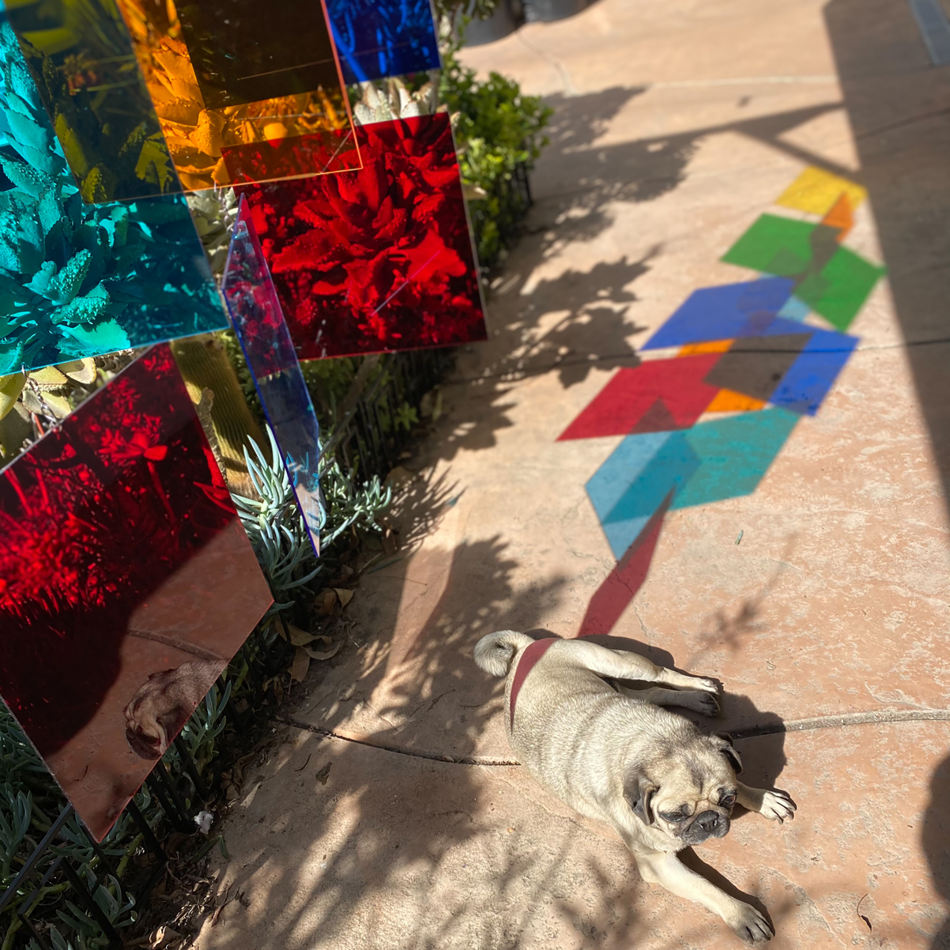 Cute sleepy pug with multi colored hanging art mobile installation in succulent garden with stunning reflective colors on the ground by AtomicMobiles.com